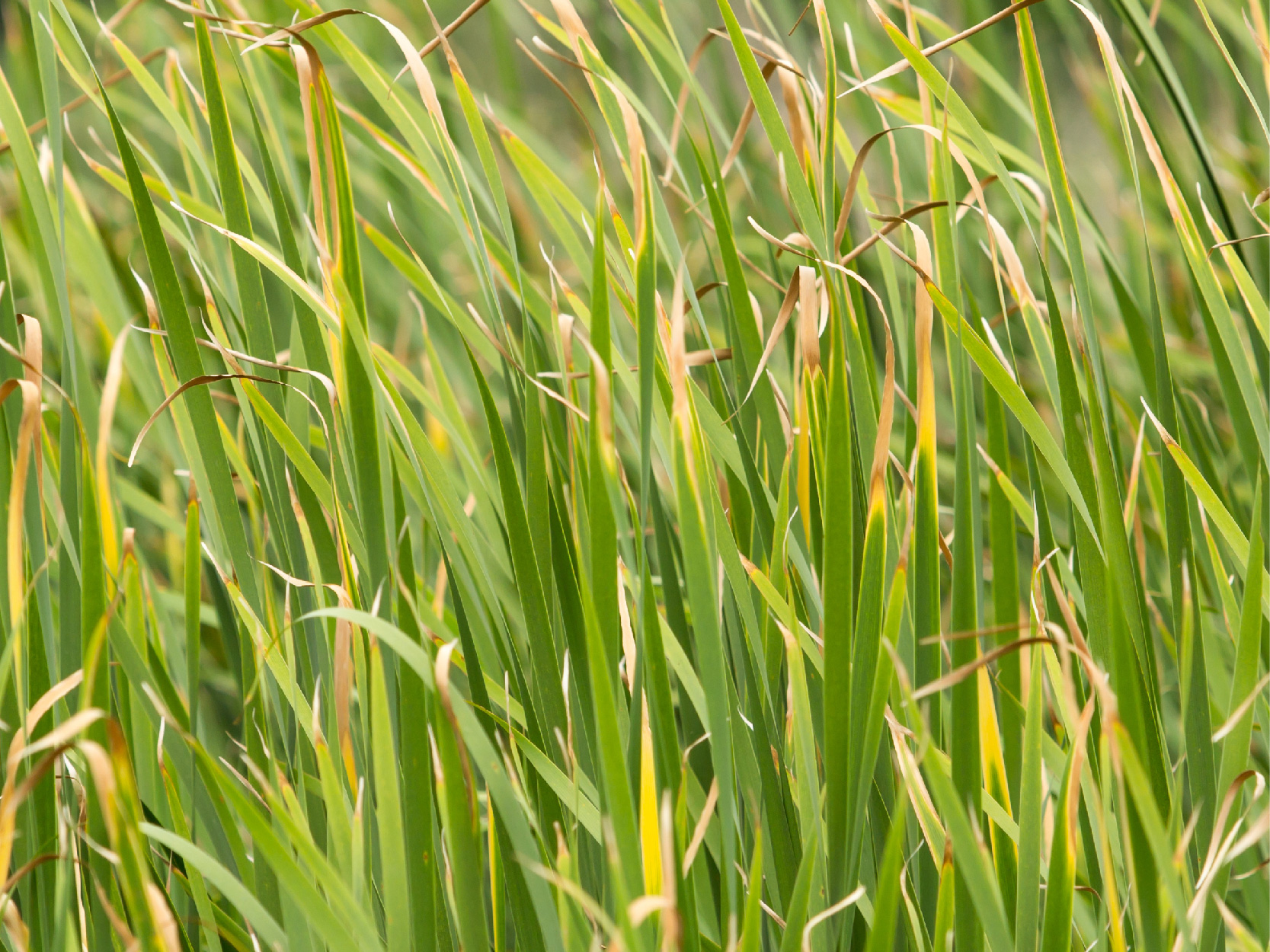 Vetiver Touch | doTERRA Essential Oils